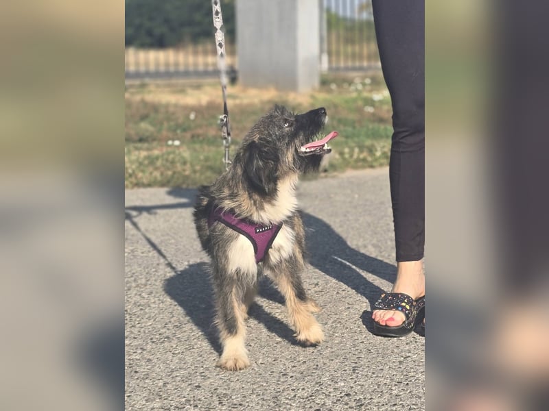 Lila, bildhübsches Terriermädchen