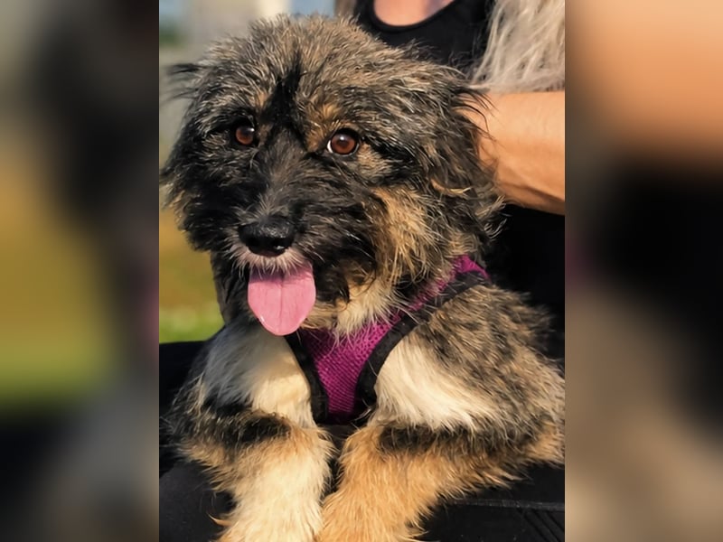 Lila, bildhübsches Terriermädchen