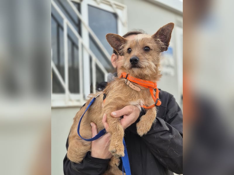 Atón – kleiner zotteliger Charmeur mit treuem Blick sucht sein Glück