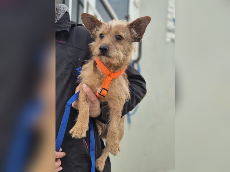 Atón – kleiner zotteliger Charmeur mit treuem Blick sucht sein Glück