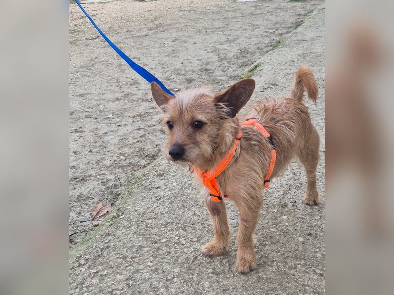 Atón – kleiner zotteliger Charmeur mit treuem Blick sucht sein Glück