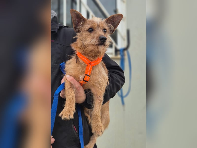 Atón – kleiner zotteliger Charmeur mit treuem Blick sucht sein Glück