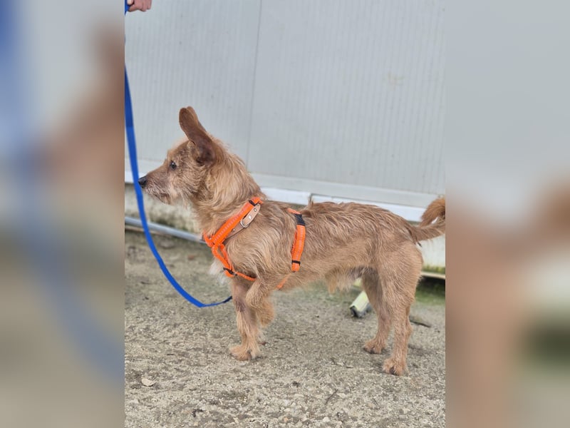 Atón – kleiner zotteliger Charmeur mit treuem Blick sucht sein Glück