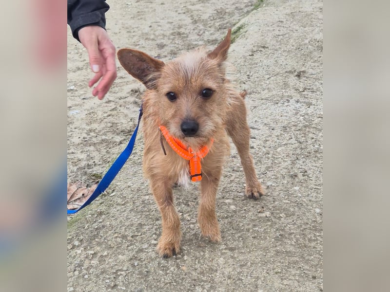 Atón – kleiner zotteliger Charmeur mit treuem Blick sucht sein Glück