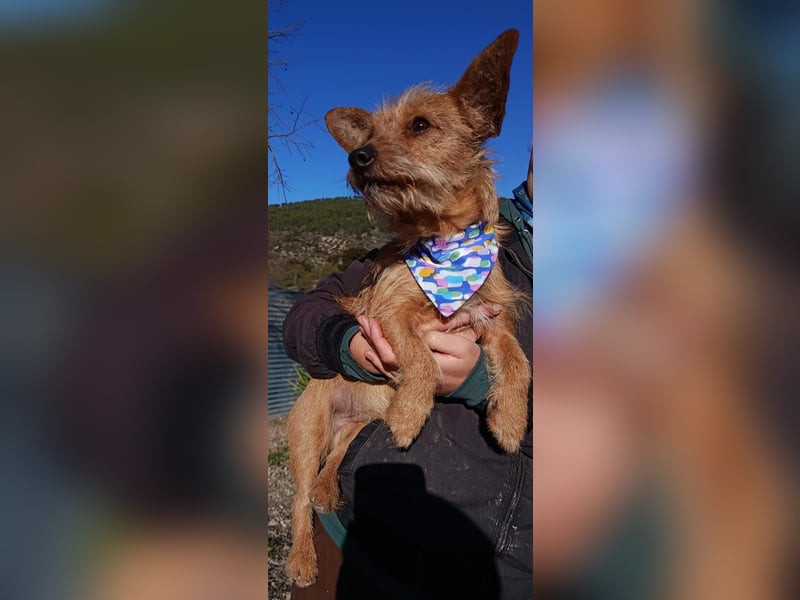 Atón – kleiner zotteliger Charmeur mit treuem Blick sucht sein Glück