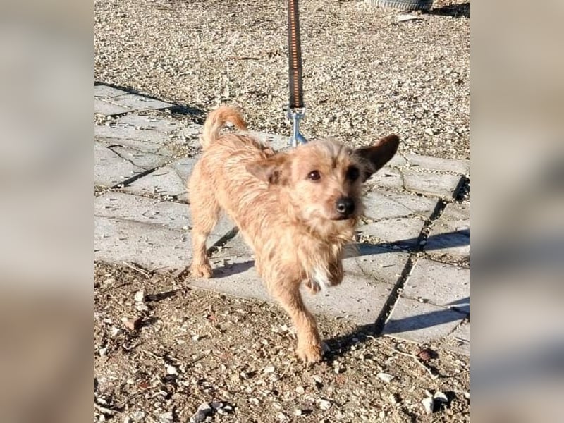 Atón – kleiner zotteliger Charmeur mit treuem Blick sucht sein Glück