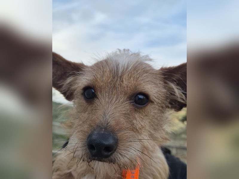 Atón – kleiner zotteliger Charmeur mit treuem Blick sucht sein Glück