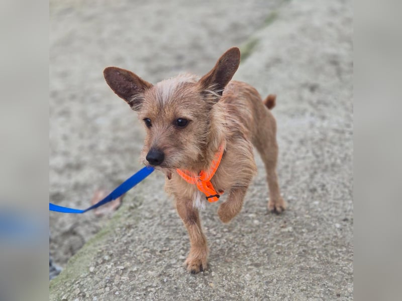 Atón – kleiner zotteliger Charmeur mit treuem Blick sucht sein Glück