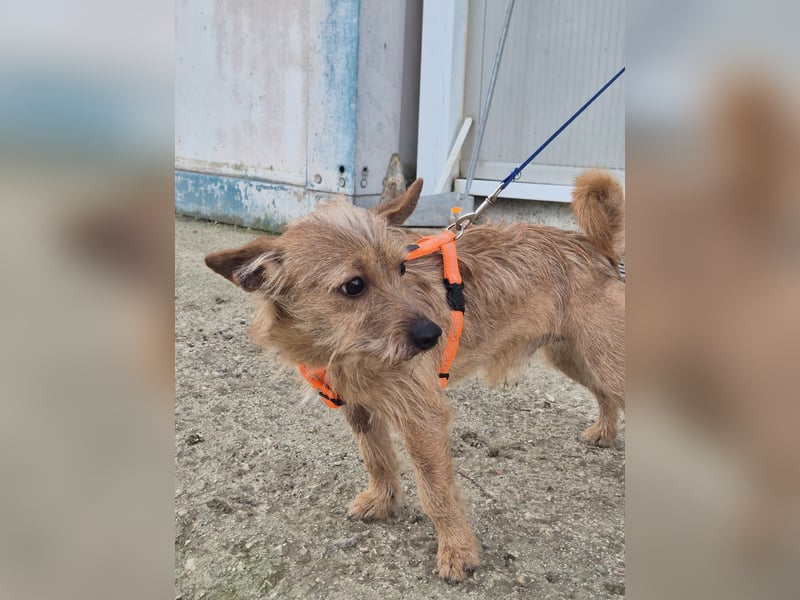 Atón – kleiner zotteliger Charmeur mit treuem Blick sucht sein Glück