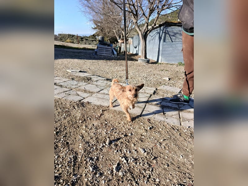 Atón – kleiner zotteliger Charmeur mit treuem Blick sucht sein Glück