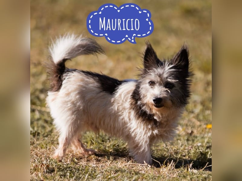 Mauricio ein tapferer Schatz