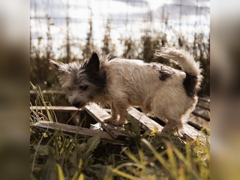 Mauricio ein tapferer Schatz