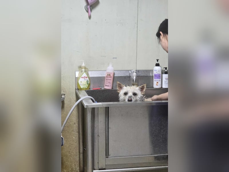 LEE sucht dringend ein Zuhause