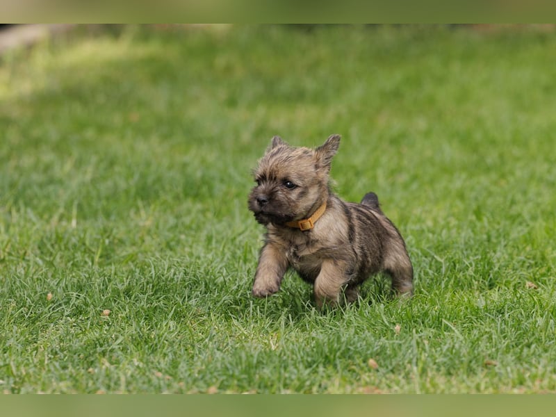 Die kleine Elin sucht noch ein passendes Zuhause