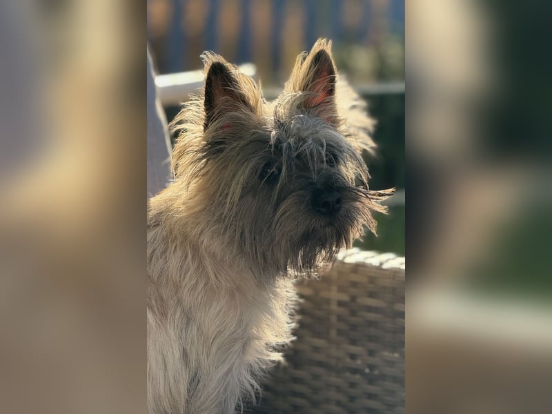 Cairn Terrier