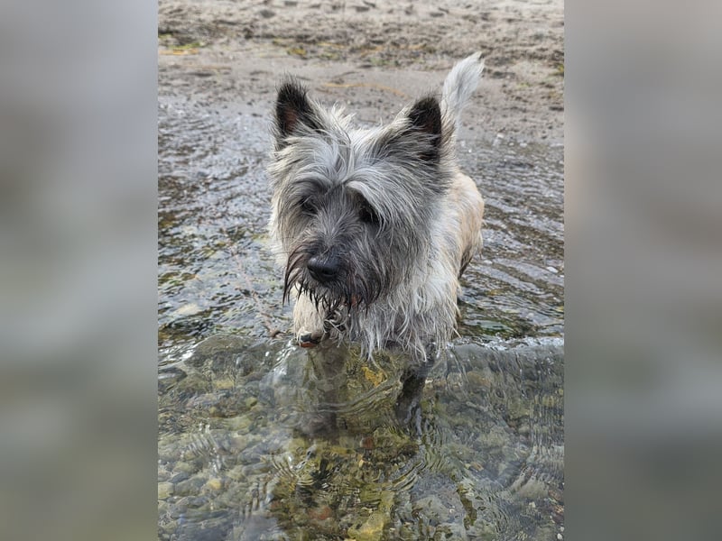 Cairn Terrier