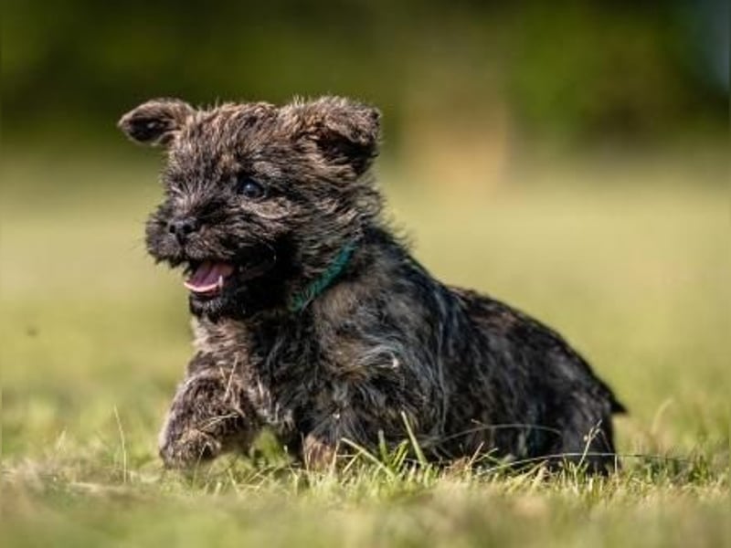 Cairnterrier - rüde