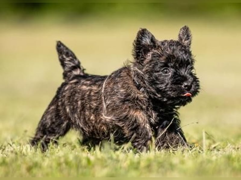 Cairnterrier - rüde