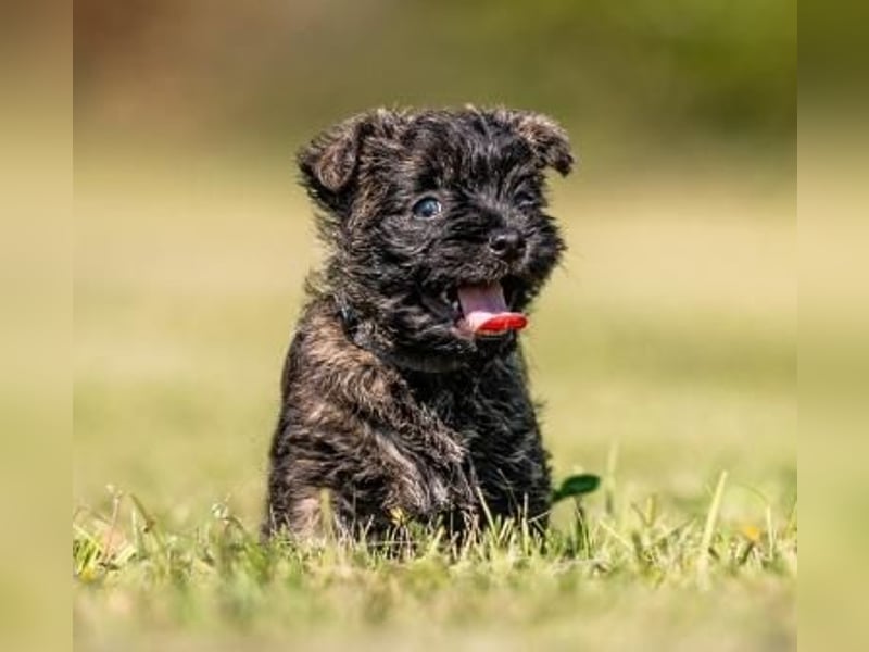 Cairnterrier - rüde