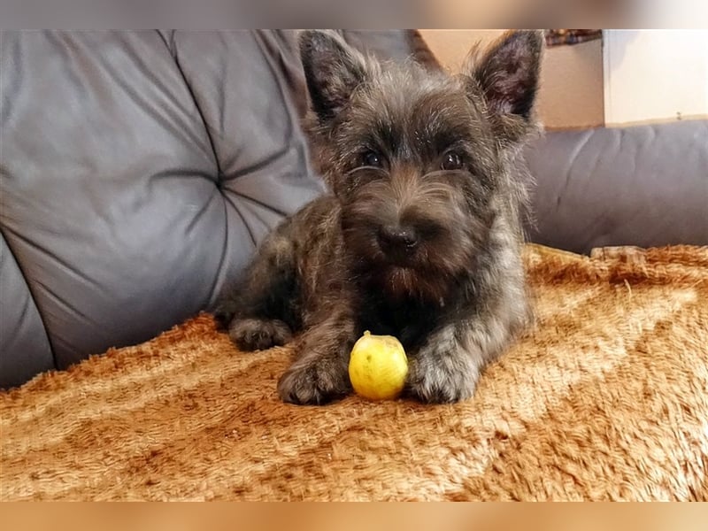 Cairn-Terrier-Welpen von-der-Iburg bietet sehr schönen Rüden