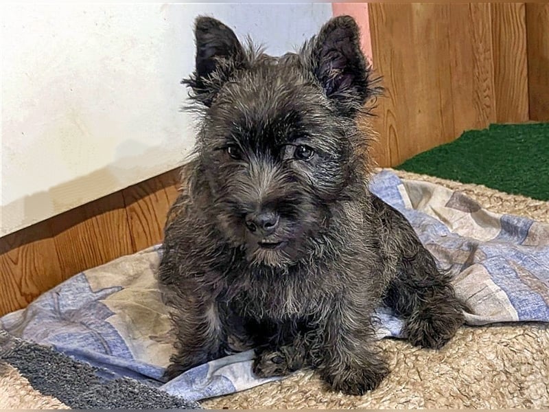 Cairn-Terrier-Welpen von-der-Iburg bietet sehr schönen Rüden