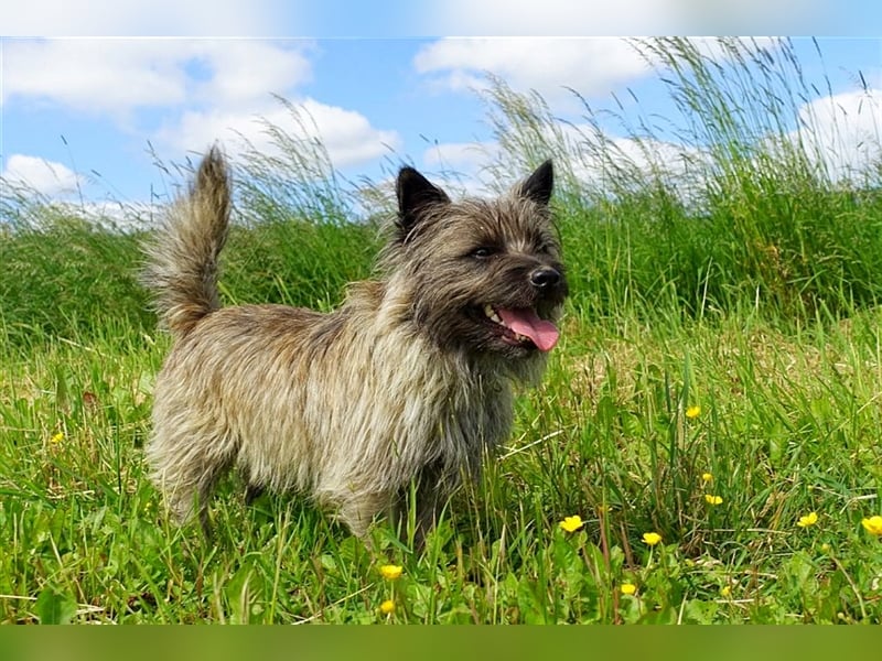 Cairn-Terrier-Welpen von-der-Iburg bietet sehr schönen Rüden