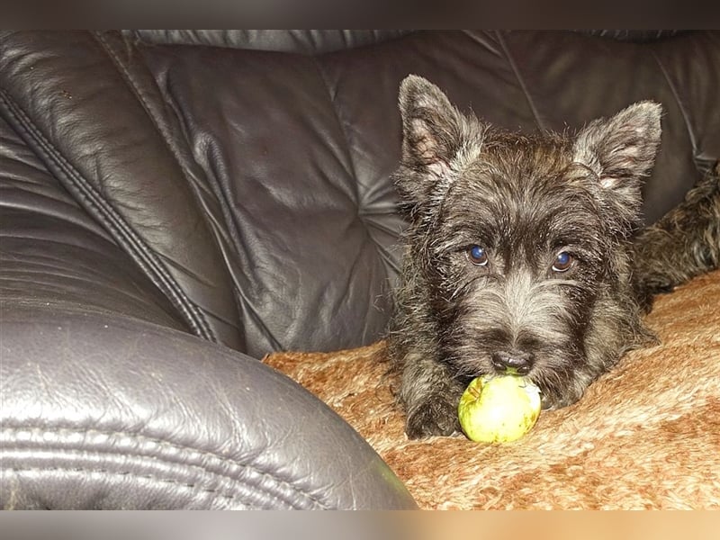 Cairn-Terrier-Welpen von-der-Iburg bietet sehr schönen Rüden