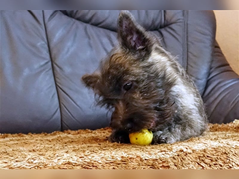 Cairn-Terrier-Welpen von-der-Iburg bietet sehr schönen Rüden