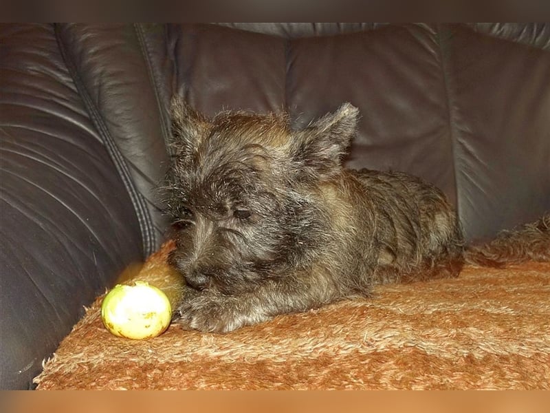 Cairn-Terrier-Welpen von-der-Iburg bietet sehr schönen Rüden