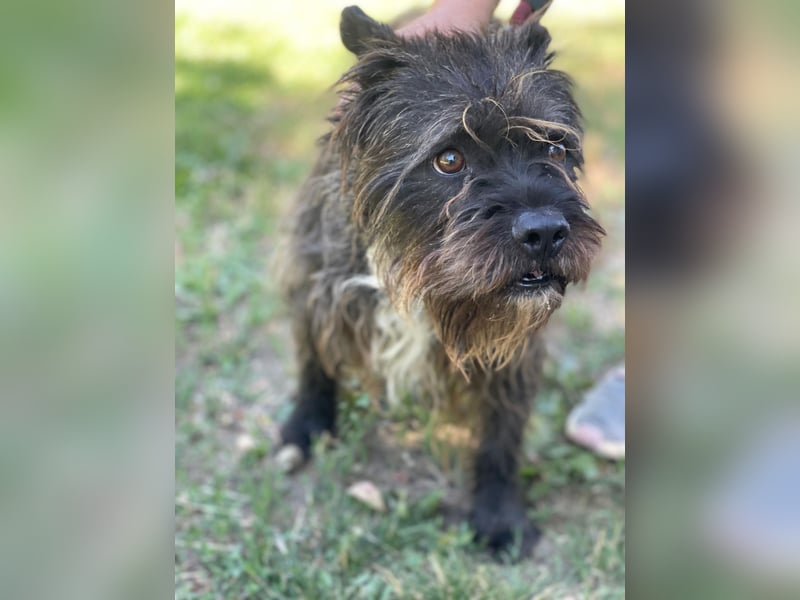 Foxi LM - Zarter Hundejunge mit großem Herz sucht Vertrauen