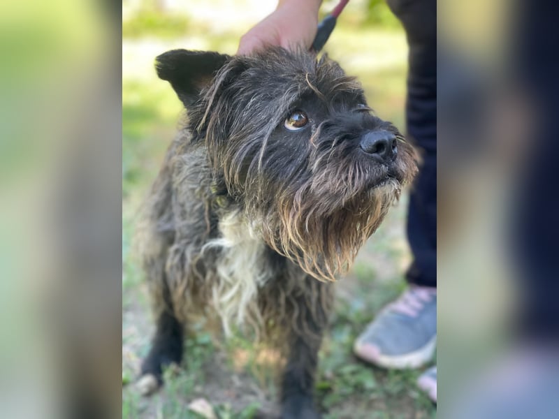 Foxi LM - Zarter Hundejunge mit großem Herz sucht Vertrauen