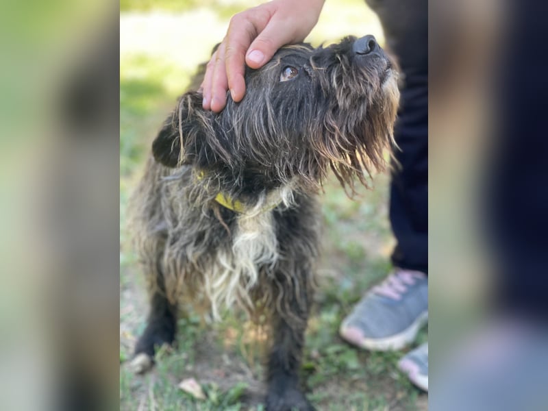 Foxi LM - Zarter Hundejunge mit großem Herz sucht Vertrauen