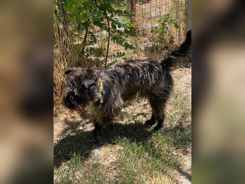 Foxi LM - Zarter Hundejunge mit großem Herz sucht Vertrauen