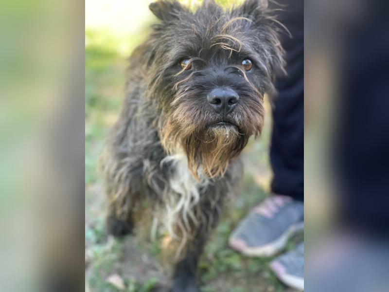 Foxi LM - Zarter Hundejunge mit großem Herz sucht Vertrauen