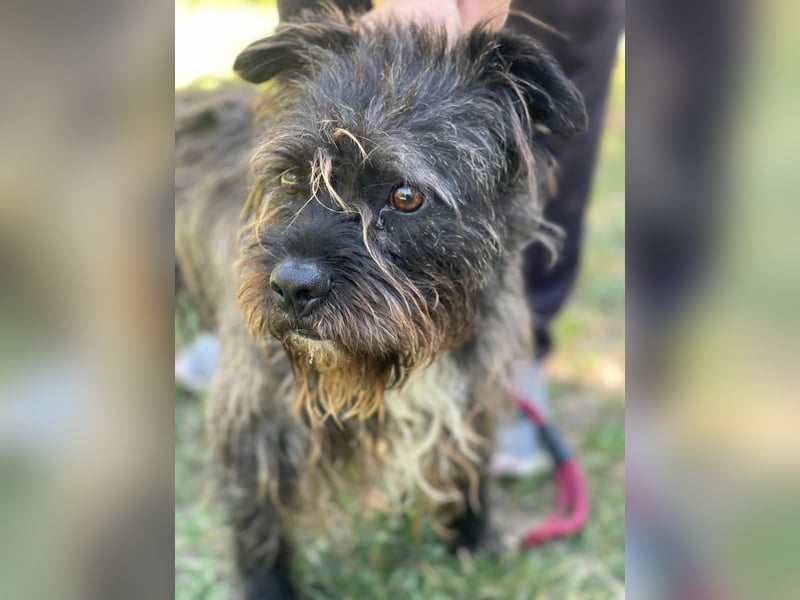 Foxi LM - Zarter Hundejunge mit großem Herz sucht Vertrauen