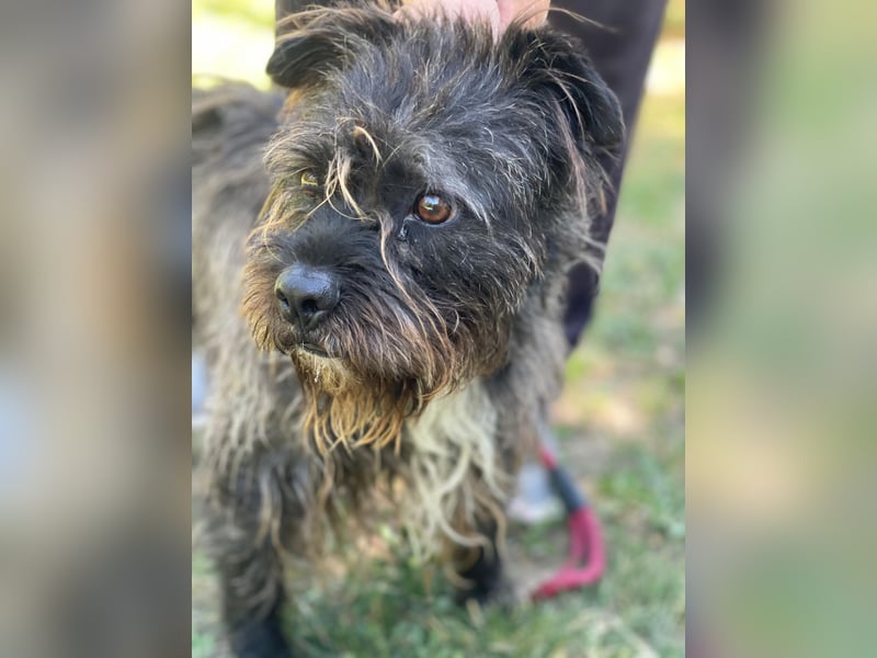 Foxi LM - Zarter Hundejunge mit großem Herz sucht Vertrauen