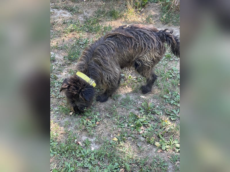 Foxi LM - Zarter Hundejunge mit großem Herz sucht Vertrauen