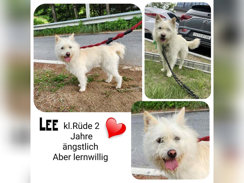 LEE sucht dringend ein Zuhause
