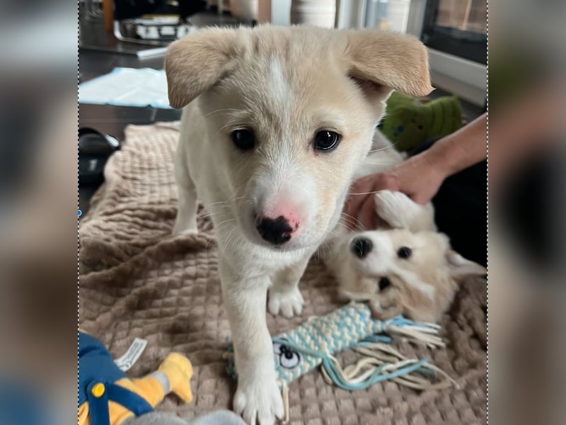 Bailey Canaan Dog Welpe sucht liebevolles Zuhause