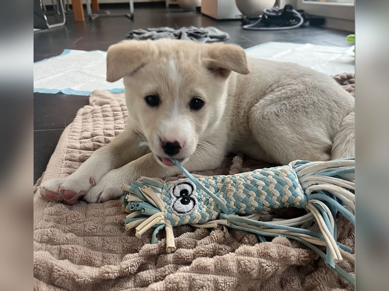 Bailey Canaan Dog Welpe sucht liebevolles Zuhause