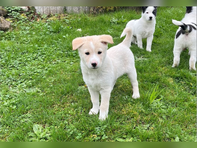 Bailey Canaan Dog Welpe sucht liebevolles Zuhause