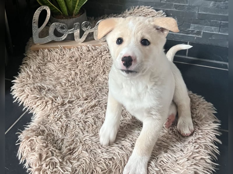 Bailey Canaan Dog Welpe sucht liebevolles Zuhause