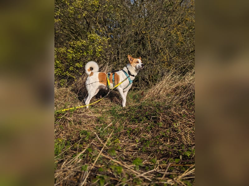 Canaan Dog-Welpe (Kanaan-Hund)