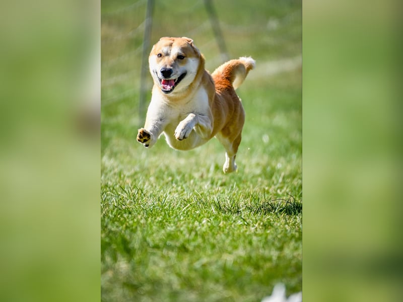 Canaan Dog-Welpe (Kanaan-Hund)