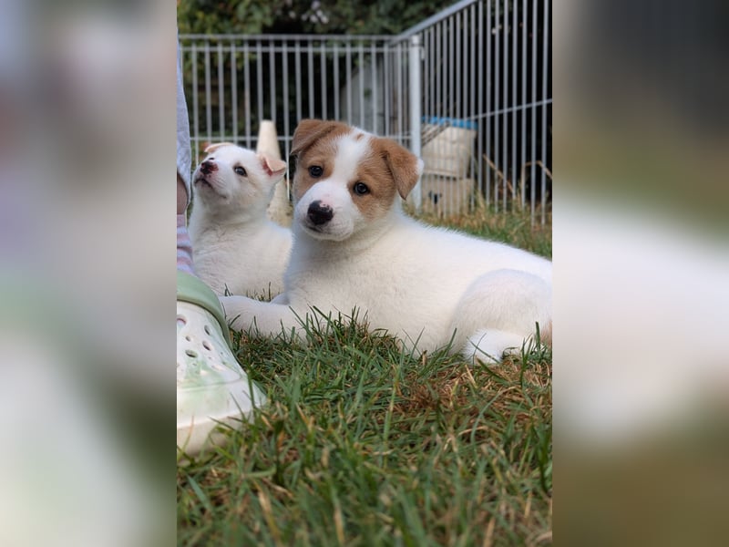 Canaan Dog-Welpe (Kanaan-Hund)