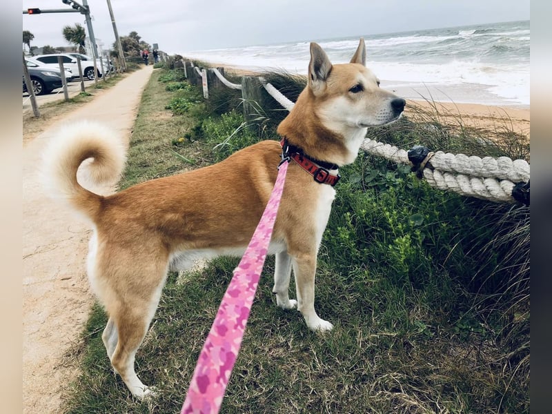 Canaan Dog-Welpe (Kanaan-Hund)