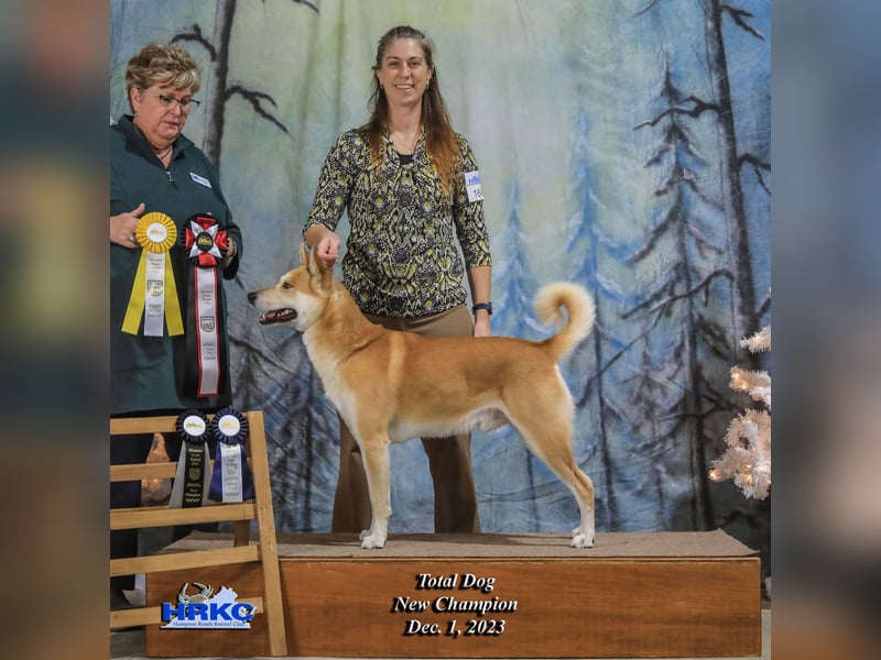Canaan Dog-Welpe (Kanaan-Hund)