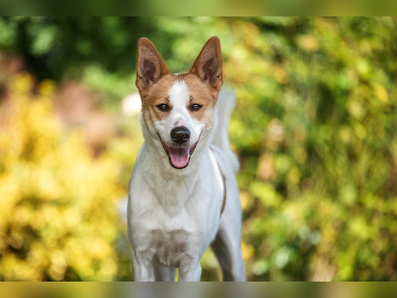 Canaan Dog-Welpe (Kanaan-Hund)
