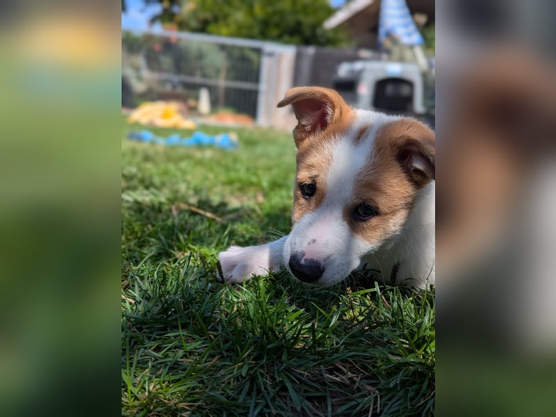 Canaan Dog-Welpe (Kanaan-Hund)