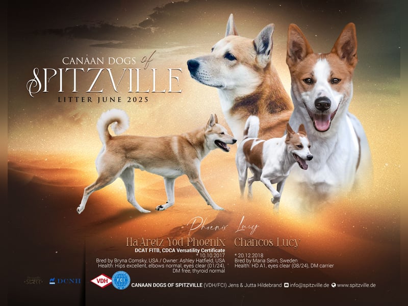 Canaan Dog-Welpe (Kanaan-Hund)